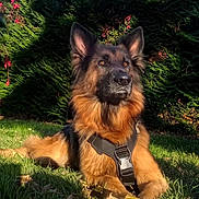 Loona participe au concours pour gagner de l'argent avec cette photo : alert, animal, canine, companion, daylight, dog, fur, garden, german_shepherd, grass, greenery, harness, leaves, mammal, nature, outdoor, pet, portrait, sunlight, watchful