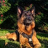 alert, animal, canine, companion, daylight, dog, fur, garden, german_shepherd, grass, greenery, harness, leaves, mammal, nature, outdoor, pet, portrait, sunlight, watchful