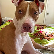 Leia joined the competition — help win amazing prizes! dog, pitbull, canine, pet, portrait, close_up, brown_and_white, bed, blanket, indoor, blue_eyes, floppy_ears, pink_nose, whiskers, paws, curious, attentive, domestic, bedroom, soft_light