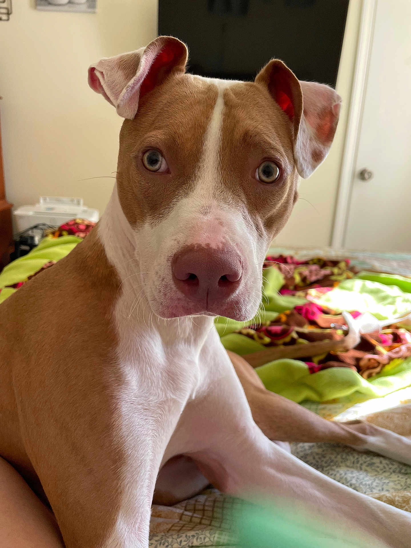 Leia joined the competition — help win amazing prizes! dog, pitbull, canine, pet, portrait, close_up, brown_and_white, bed, blanket, indoor, blue_eyes, floppy_ears, pink_nose, whiskers, paws, curious, attentive, domestic, bedroom, soft_light