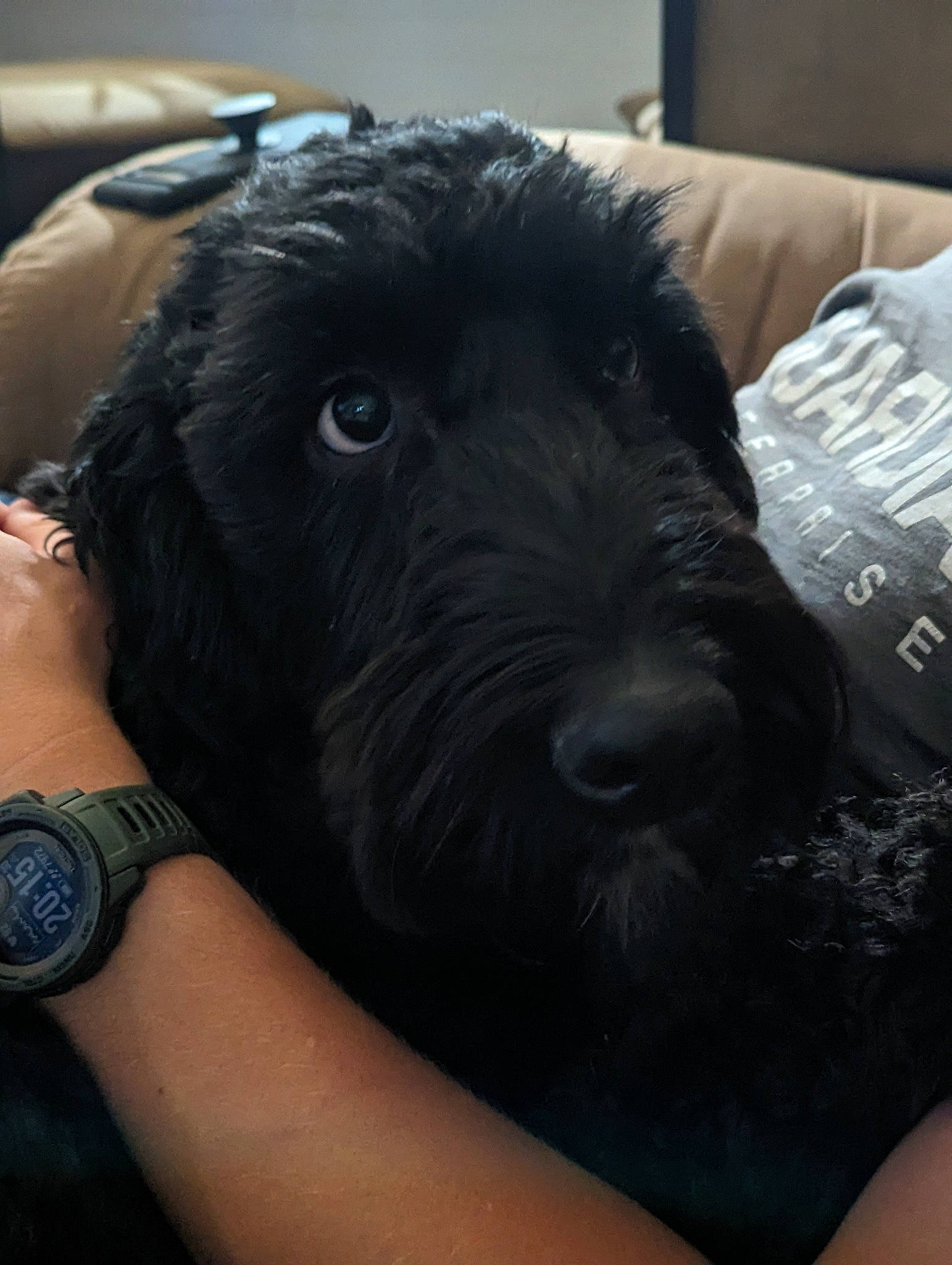 Finley joined the competition — help win amazing prizes! automotive_tire, canidae, carnivore, comfort, companion_dog, dog, dog_breed, dog_collar, fur, hat, metal, non_sporting_group, pet_supply, snout, sporting_group, steering_wheel, toy_dog, watch, working_animal, wrist