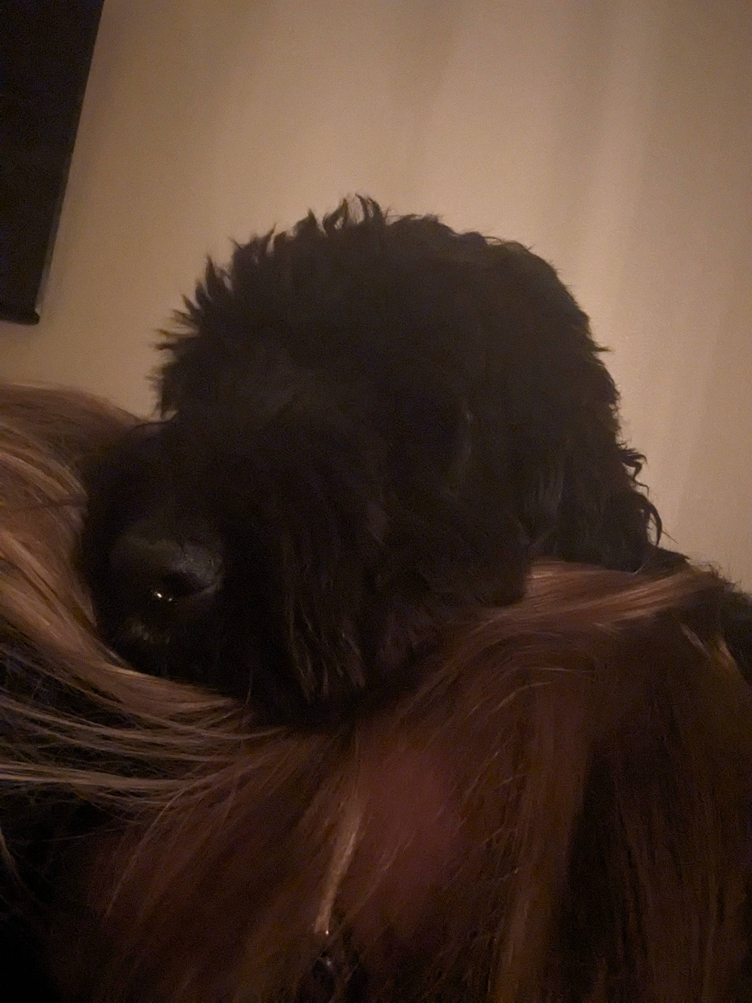 Finley is registered to the contest to win money with this photo: canidae, carnivore, cloud, companion_dog, dog, dog_breed, fur, liver, non_sporting_group, puppy, small_terrier, snout, sporting_group, tail, terrier, tints_and_shades, toy_dog, water_dog, whiskers, working_animal