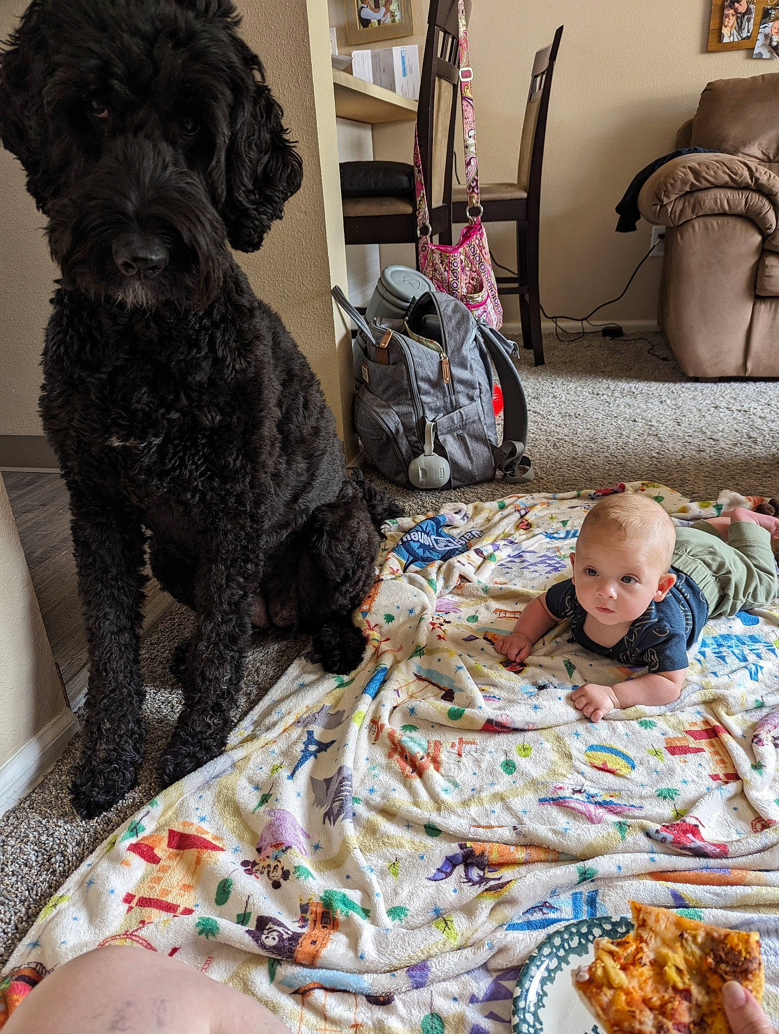 Finley joined the competition — help win amazing prizes! baby, baby_toddler_clothing, bedding, child, comfort, companion_dog, dog, dog_breed, dog_supply, flooring, fur, linens, mammal, room, sitting, textile, toddler, toy_dog, vertebrate, working_animal