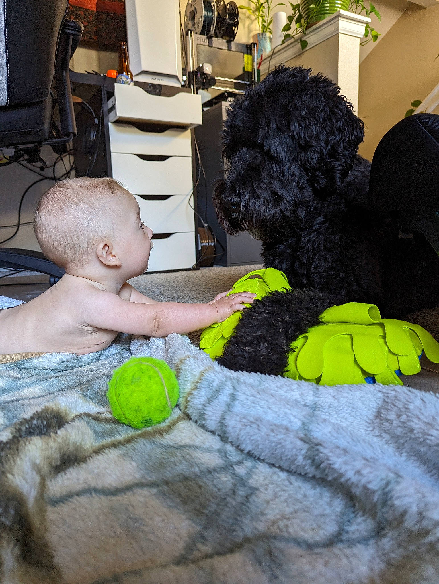 Finley is registered to the contest to win money with this photo: baby_products, ball, black, carnivore, child, companion_dog, dog, dog_breed, flooring, fun, fur, linens, plush, room, sporting_group, stuffed_toy, tennis_ball, textile, toy, toy_dog