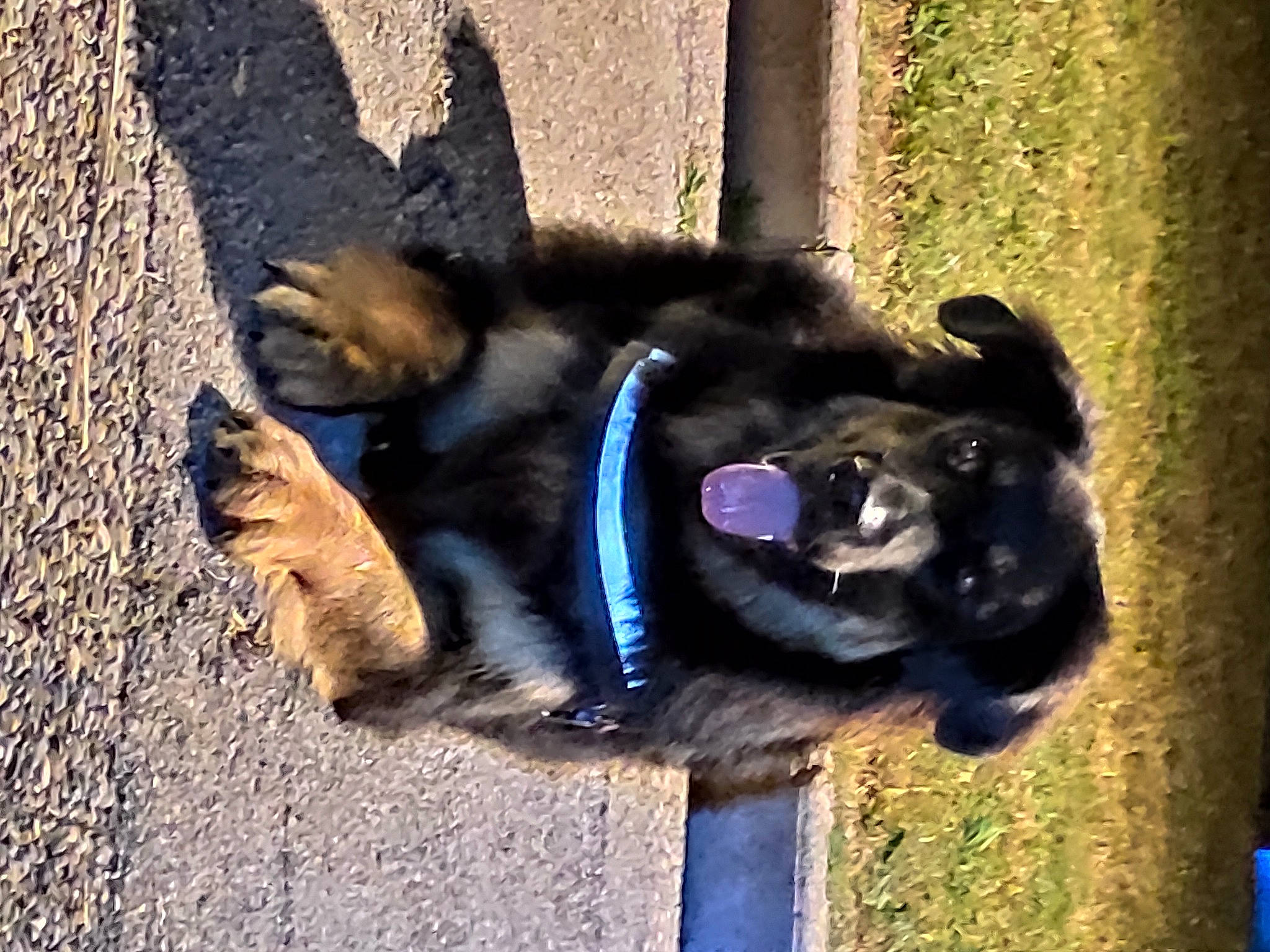 Pandora participe au concours pour gagner de l'argent avec cette photo : bear, blue, canidae, carnivore, collar, companion_dog, dog, dog_breed, electric_blue, fur, mammal, natural_material, pet_supply, snout, sporting_group, tail, terrestrial_animal, tints_and_shades, vertebrate, working_animal