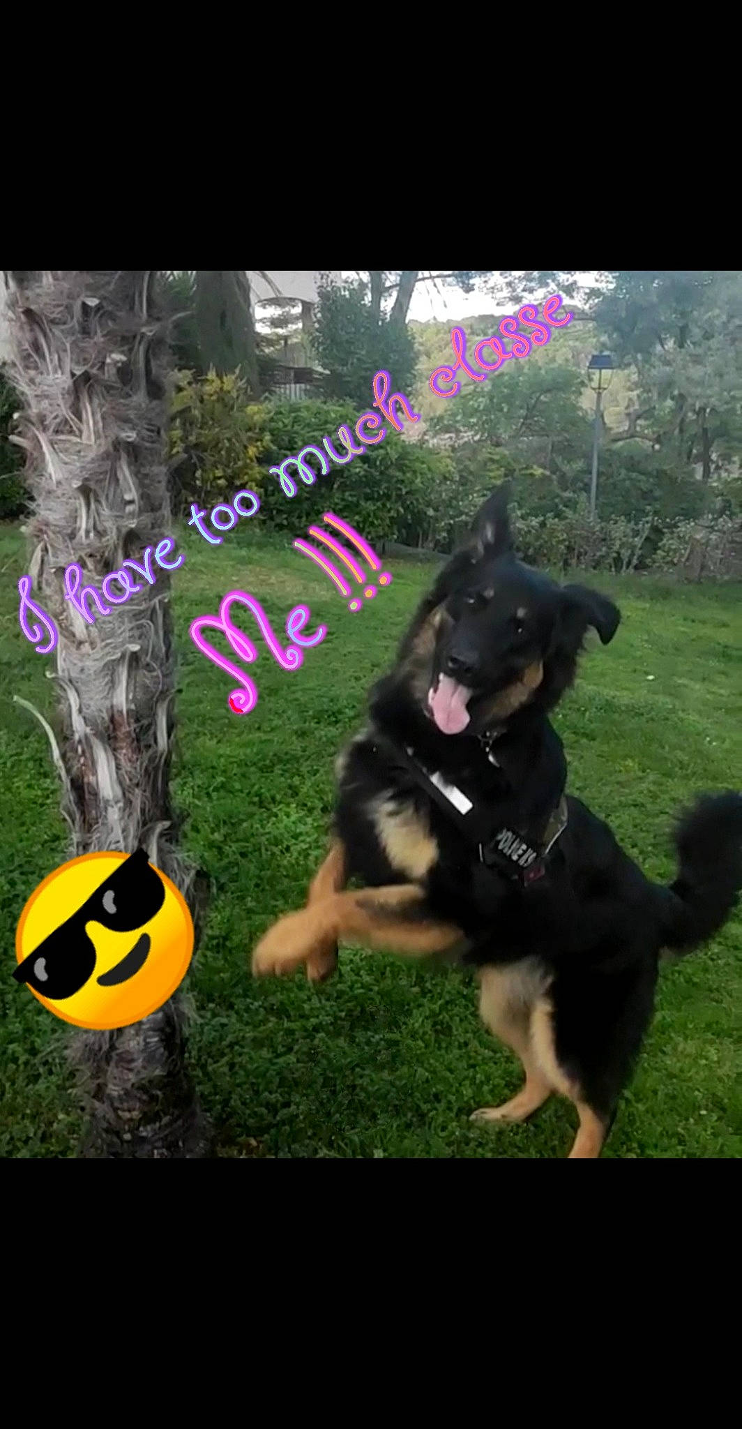 Pandora a rejoint le concours — aidez-le/la à gagner de superbes lots ! ball, canidae, carnivore, companion_dog, dog, dog_breed, dog_supply, font, football, fun, grass, happy, herding_dog, mammal, photo_caption, plant, recreation, sports_equipment, sports_toy, vertebrate