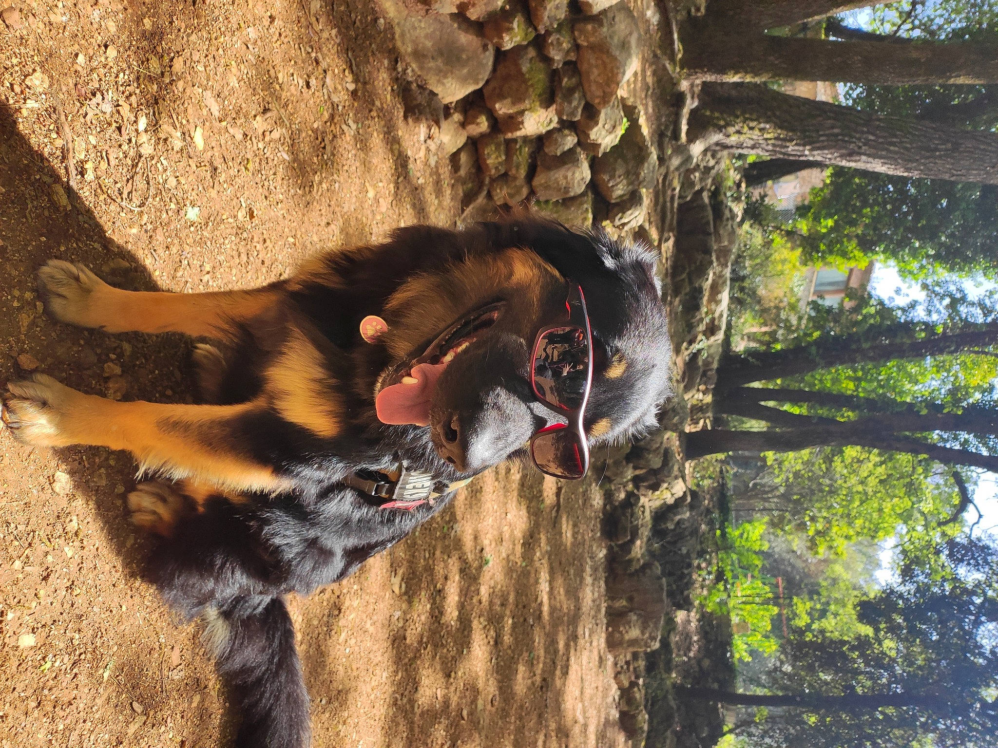 Pandora a rejoint le concours — aidez-le/la à gagner de superbes lots ! canidae, carnivore, dog, dog_breed, fawn, forest, fur, lion, plant, recreation, snout, soil, sporting_group, sunglasses, tail, tree, trunk, wood, woodland, working_animal