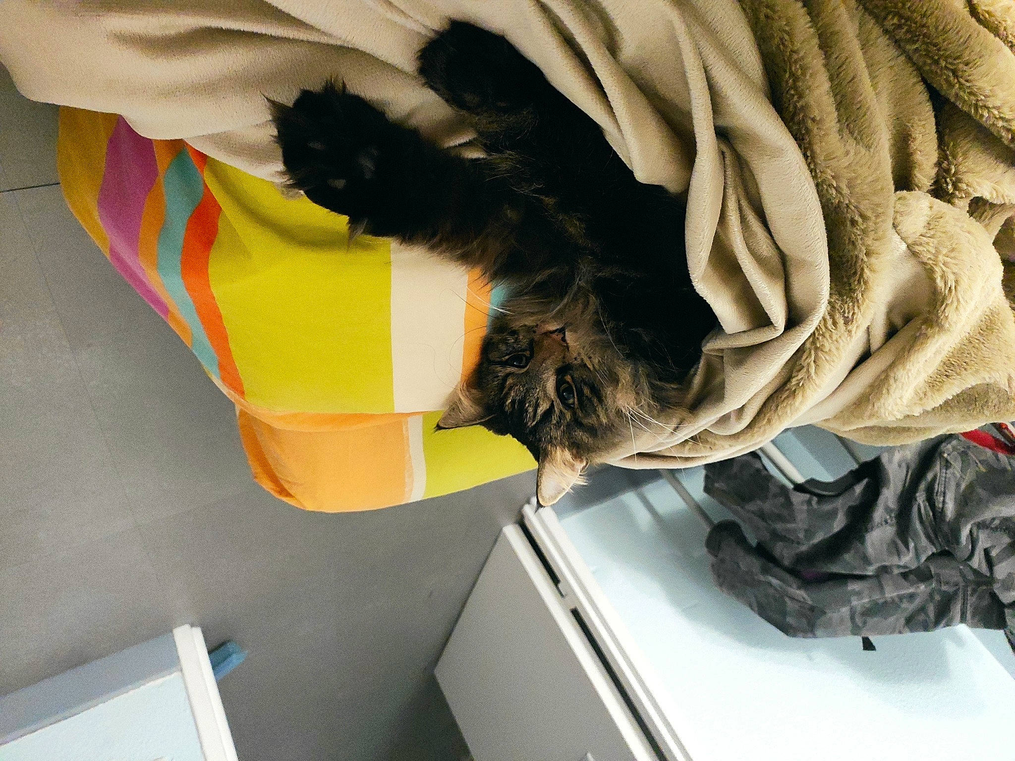 Jedaï a rejoint le concours — aidez-le/la à gagner de superbes lots ! carmine, comfort, fashion_accessory, fashion_design, feather, felidae, fur, linens, personal_protective_equipment, room, tail, wing