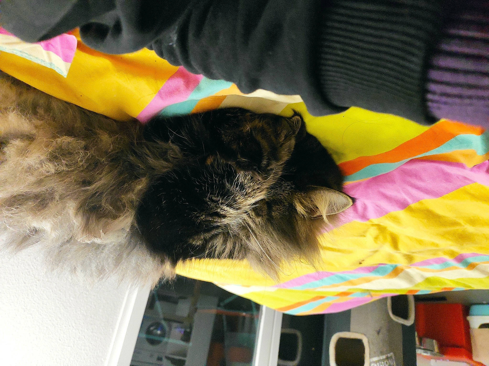 Jedaï a rejoint le concours — aidez-le/la à gagner de superbes lots ! canidae, carnivore, cat, collar, companion_dog, dog, dog_breed, dog_collar, dog_supply, fashion_accessory, feather, felidae, fun, fur, magenta, small_to_medium_sized_cats, sporting_group, tail, whiskers, yellow