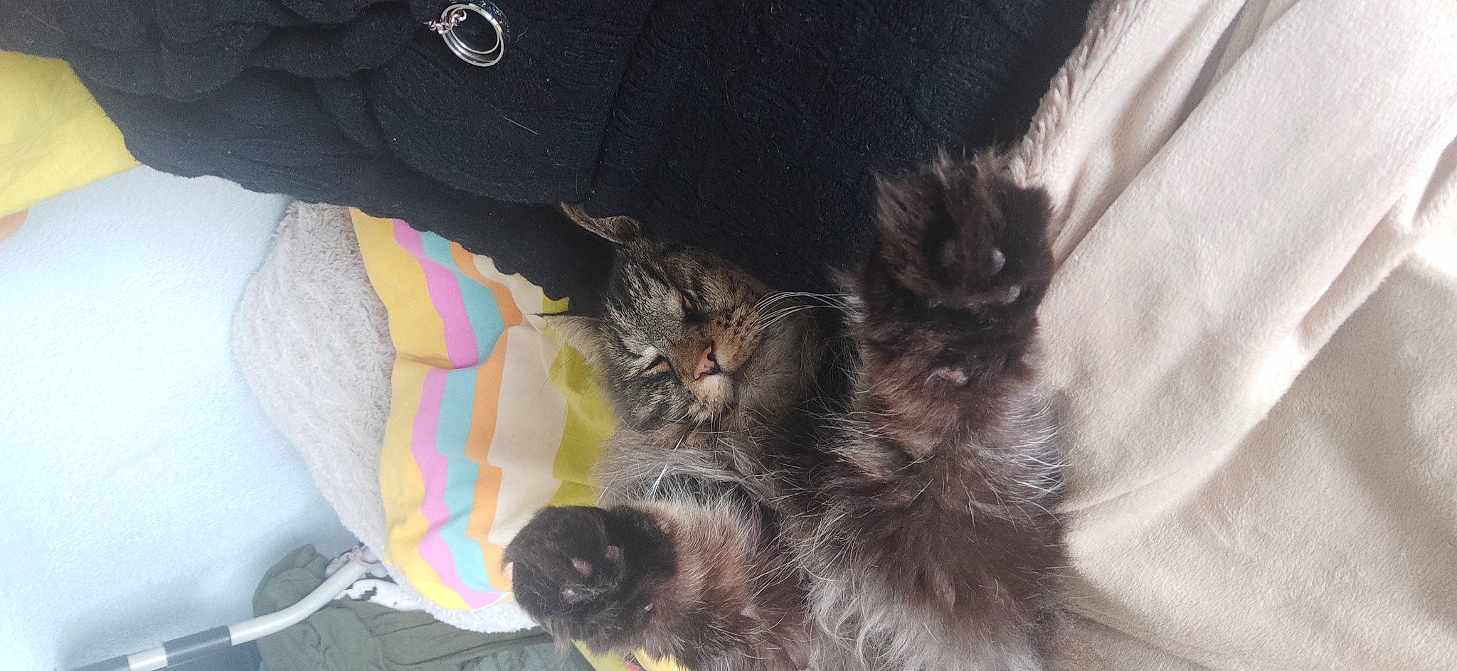 Jedaï participe au concours pour gagner de l'argent avec cette photo : black_cat, car_seat, carnivore, cat, claw, comfort, domestic_short_haired_cat, felidae, fur, human_leg, pattern, paw, small_to_medium_sized_cats, snout, tail, whiskers, window