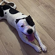 Maya a rejoint le concours — aidez-le/la à gagner de superbes lots ! dog, mixed_breed, black_and_white_fur, tongue_out, panting, happy, lying_down, front_paws, hardwood_floor, indoor, close_up, looking_up, cute, pet, playful, spotted_pattern, nose, ears, shadow, home_interior