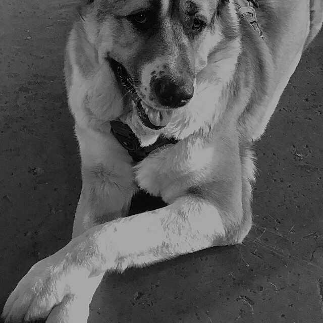 Odin