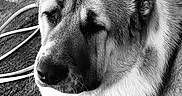 Odin is registered to the contest to win money with this photo: animal, black_and_white, close_up, contemplation, dog, ear, expression, fur, gate, ground, hose, large_dog, muzzle, outdoor, pet, portrait, quiet, resting, texture, whiskers