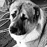 animal, black_and_white, close_up, contemplation, dog, ear, expression, fur, gate, ground, hose, large_dog, muzzle, outdoor, pet, portrait, quiet, resting, texture, whiskers