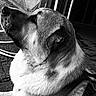 animal, background, black_and_white, calm, canine, closeup, dog, door, ear, fur, looking, monochrome, muzzle, outdoor, pet, pipe, portrait, resting, side_view, texture