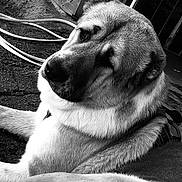 Odin joined the competition — help win amazing prizes! animal, background, black_and_white, cable, calm, canine, close_up, dog, door, expression, fur, leash, outdoor, pet, portrait, quiet, resting, side_view, surface, texture