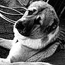 animal, background, black_and_white, cable, calm, canine, close_up, dog, door, expression, fur, leash, outdoor, pet, portrait, quiet, resting, side_view, surface, texture