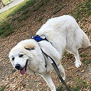 Leiah is registered to the contest to win money with this photo: animal, canine, daytime, dog, friendly, grass, happy, harness, leaf_litter, leash, nature, outdoor, park, pathway, pet, playful, tongue_out, tree, walking, white_dog