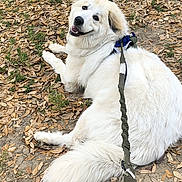 Leiah is registered to the contest to win money with this photo: dog, white_dog, outdoor, leaves, harness, leash, happy_dog, pet, canine, fur, nature, smiling, lying_down, animal, park, playful, friendly, closeup, daylight, grass