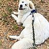 Leiah is registered to the contest to win money with this photo: animal, autumn, canine, dog, fluffy, fur, grass, ground, happy, harness, leash, leaves, lying_down, nature, outdoor, park, pet, playful, smiling, white_dog