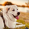 Leiah is registered to the contest to win money with this photo: dog, white_dog, grass, outdoor, pet, tongue_out, canine, sunset, golden_hour, nature, animal, relaxing, fur, happy, muzzle, leash, side_view, daylight, park, water