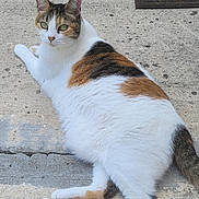 Peanut joined the competition — help win amazing prizes! cat, calico_cat, animal, pet, outdoor, concrete, fur, whiskers, green_eyes, doormat, relaxing, looking_back, mammal, cute, domestic_cat, paws, tail, lying_down, texture, curious