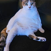 Peanut is registered to the contest to win money with this photo: animal, cat, couch, curious, cute, domestic, feline, fur, indoor, looking, lounge, paw, pet, relaxed, sitting, tabby, tail, whiskers, white_fur, wide_eyes