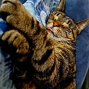 Stinks is registered to the contest to win money with this photo: cat, tabby, sleeping, tongue_out, cozy, blanket, blue, furniture, indoor, pet, fur, whiskers, relaxed, closeup, paw, striped, cute, animal, resting, comfort