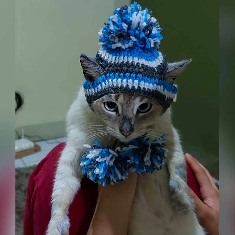 Jade joined the competition — help win amazing prizes! abyssinian, animal, baby, beanie, bird, bonnet, cap, cat, clothing, doctor, egyptiancat, face, hat, head, jay, kitten, person, pet, siamese, surprised