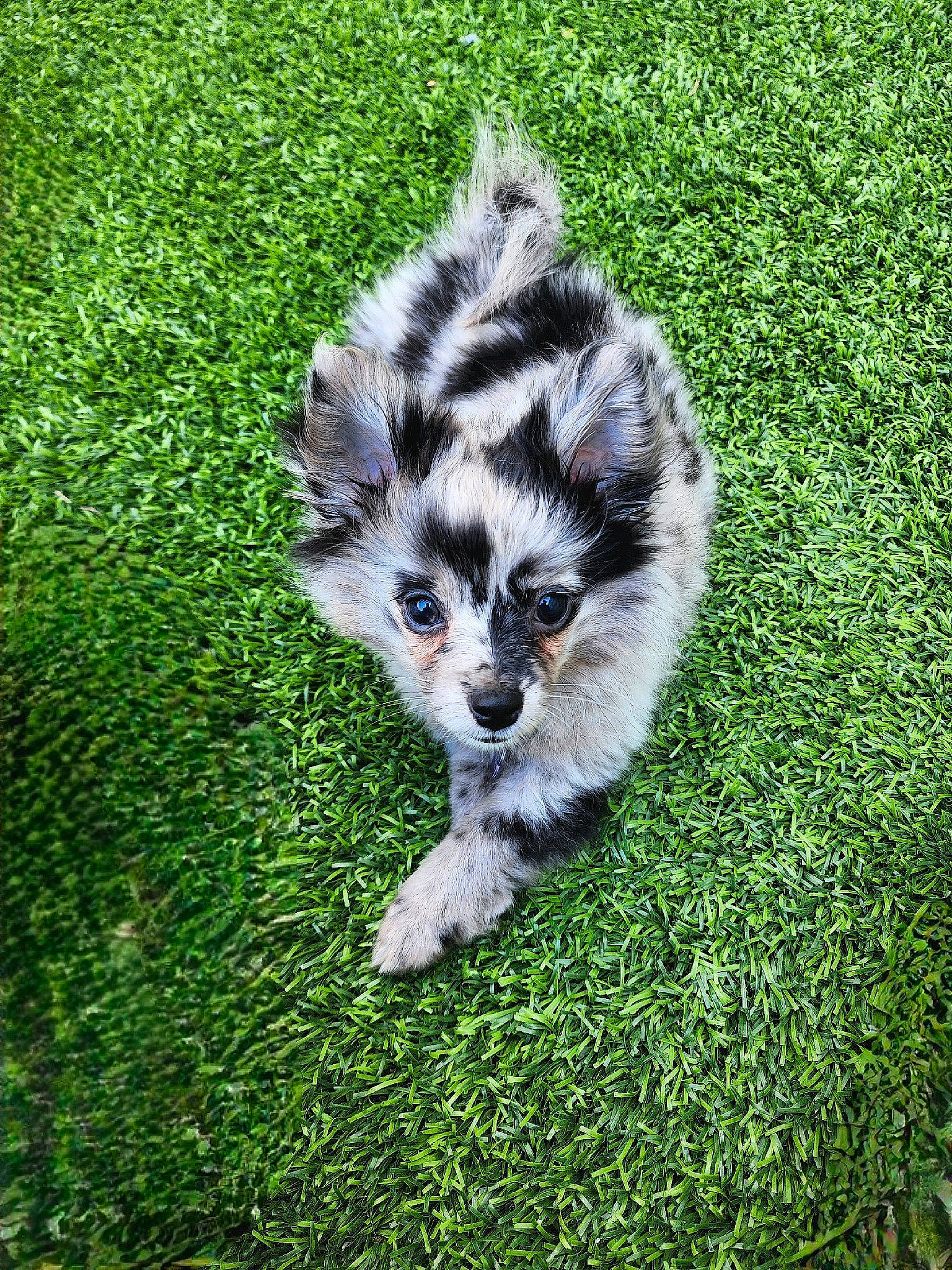 Bean joined the competition — help win amazing prizes! canidae, dog_breed, fur, grass, grassland, groundcover, lemur, snout, sporting_group, tail, terrestrial_animal, wildlife