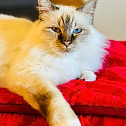 Sailor participe au concours pour gagner de l'argent avec cette photo : cat, feline, heterochromia, blue_eye, brown_eye, fur, pet, animal, relaxing, indoor, blanket, red, close_up, whiskers, paw, cute, resting, mammal, soft, cozy