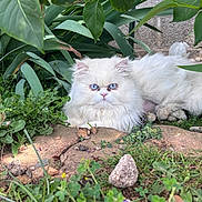 Arsene participe au concours pour gagner de l'argent avec cette photo : cat, persian_cat, white_fur, fluffy, blue_eyes, long_hair, pet, animal, garden, outdoor, plants, leaves, grass, flowers, rocks, stone, portrait, sitting, grumpy_expression, nature