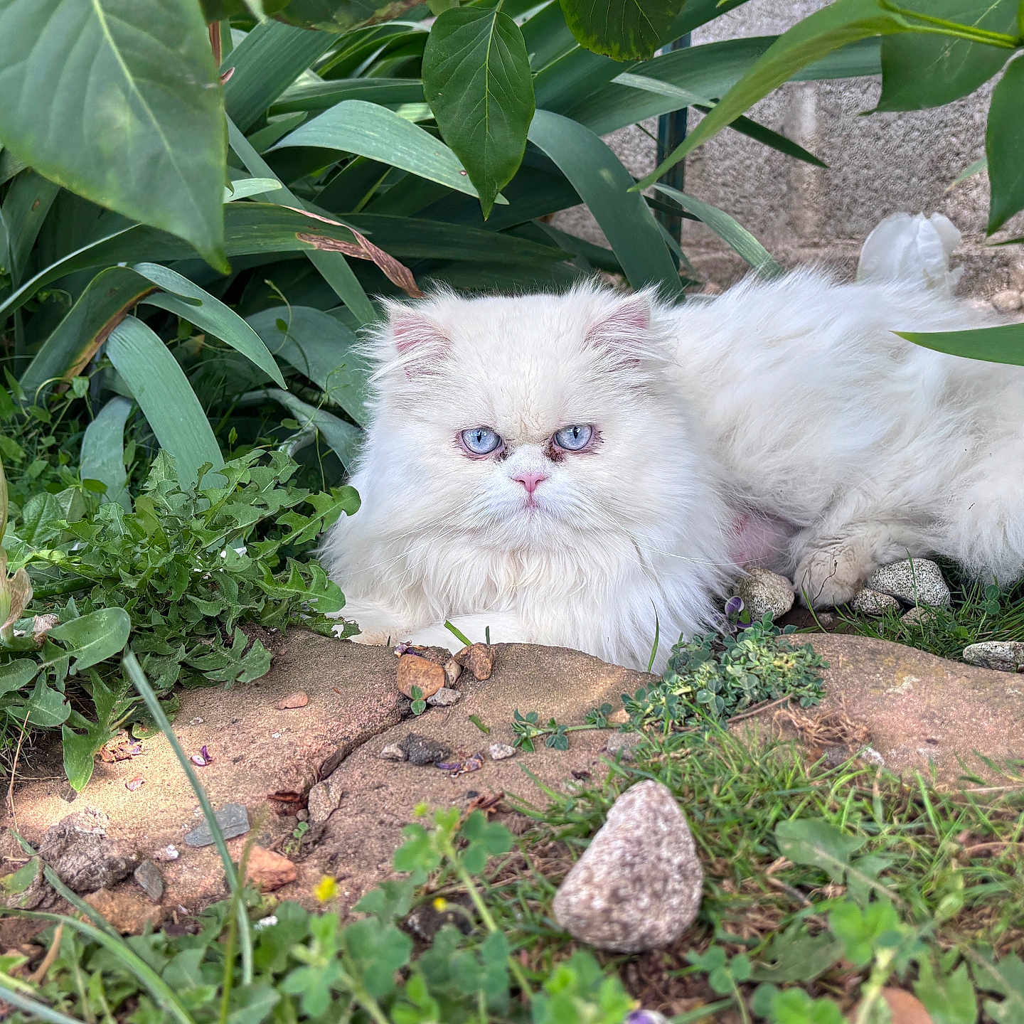 Arsene participe au concours pour gagner de l'argent avec cette photo : cat, persian_cat, white_fur, fluffy, blue_eyes, long_hair, pet, animal, garden, outdoor, plants, leaves, grass, flowers, rocks, stone, portrait, sitting, grumpy_expression, nature