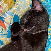 Wiz joined the competition — help win amazing prizes! black_cat, sleeping_cat, cat, pet, animal, feline, tongue_out, blanket, colorful_blanket, patterned_blanket, cozy, cute, domestic_cat, fur, whiskers, ear, paw, resting, indoor, nap