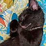 Wiz joined the competition — help win amazing prizes! animal, black_cat, blanket, cat, colorful_blanket, cozy, cute, domestic_cat, ear, feline, fur, indoor, nap, patterned_blanket, paw, pet, resting, sleeping_cat, tongue_out, whiskers