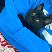 Wiz is registered to the contest to win money with this photo: black_cat, blanket, blue_hoodie, cozy, curious, cute, ears, fur, green_eyes, indoor, kitten, knitted_blanket, pet, red_pattern, resting, soft, tongue_out, whiskers, wrapped, young_cat