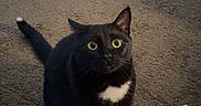 Wiz joined the competition — help win amazing prizes! animal, attention, black_cat, carpet, cat, cord, curious, cute, domestic, feline, floor, framed_picture, home, indoor, keyboard, looking_up, pet, sitting, white_patch, wide_eyes