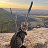Maddox is registered to the contest to win money with this photo: cat, tabby_cat, harness, leash, rock, cliff, sunset, valley, trees, nature, outdoor, sky, scenic, animal, pet, fur, wildlife, landscape, evening, adventure