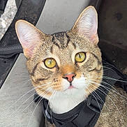 Maddox joined the competition — help win amazing prizes! cat, tabby, animal, pet, feline, yellow_eyes, whiskers, harness, curious, indoor, vehicle, car, seat, door, fur, close_up, cute, domestic, looking_up, sitting