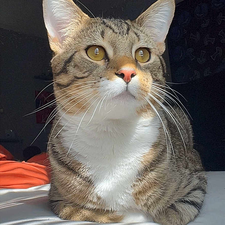 Maddox joined the competition — help win amazing prizes! cat, tabby, animal, pet, indoor, bed, sunlight, shadow, whiskers, ears, fur, orange_blanket, striped, domestic_cat, relaxed, portrait, mammal, cute, feline, resting