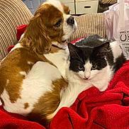 Delilah is registered to the contest to win money with this photo: animal, black_and_white_cat, blanket, brown_and_white_dog, cat, companion, couch, cozy, cute, dog, domestic, friendship, fur, home, indoor, pets, red_blanket, relaxing, resting, snuggling