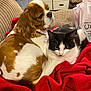 animal, black_and_white_cat, blanket, brown_and_white_dog, cat, companion, couch, cozy, cute, dog, domestic, friendship, fur, home, indoor, pets, red_blanket, relaxing, resting, snuggling