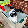 animal, brick_wall, brown_white_dog, cat, curious, dog, domestic_animal, fluffy, furry, garden, grass, outdoor, pet, plant_pot, playful, relaxed, sidewalk, storage_box, table, white_black_cat