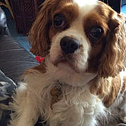 Benji joined the competition — help win amazing prizes! animal, brown_and_white, canine, carpet, close_up, cocker_spaniel, collar, companion, couch, curious, cute, dog, domestic_animal, fluffy, friendly, fur, house, indoor, looking_up, pet