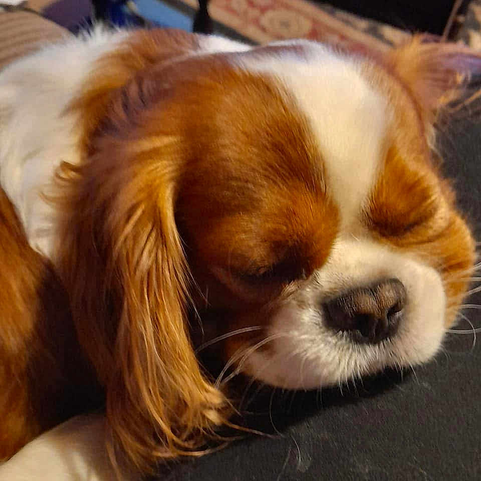 Benji
