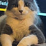 Marbs is registered to the contest to win money with this photo: cat, fluffy, gray, white, pet, animal, feline, cute, indoor, portrait, face, paws, relaxed, looking, closeup, whiskers, ears, fur, curious, domestic