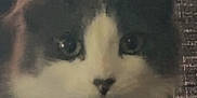 Marbs joined the competition — help win amazing prizes! cat, close_up, feline, pet, resting, fluffy, indoor, face, ears, whiskers, fur, animal, cute, domestic, portrait, quiet, sleepy, calm, muzzle, eyes
