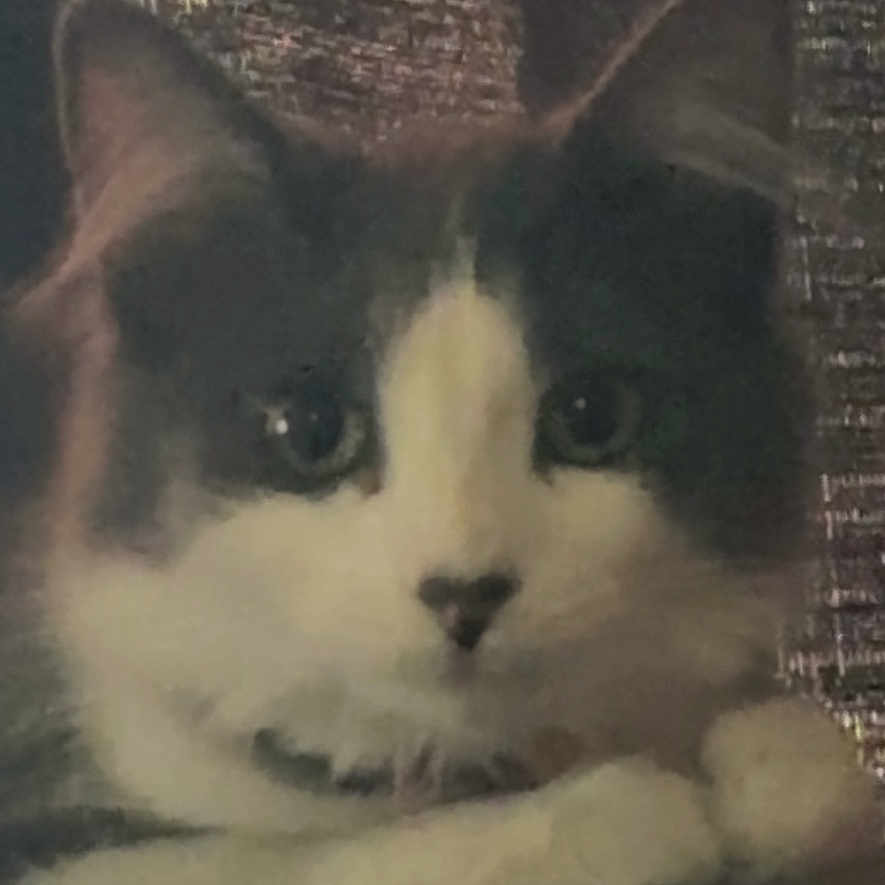 Marbs joined the competition — help win amazing prizes! animal, calm, cat, close_up, cute, domestic, ears, eyes, face, feline, fluffy, fur, indoor, muzzle, pet, portrait, quiet, resting, sleepy, whiskers