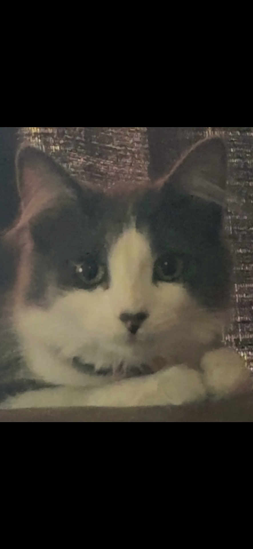 Marbs joined the competition — help win amazing prizes! cat, close_up, feline, pet, resting, fluffy, indoor, face, ears, whiskers, fur, animal, cute, domestic, portrait, quiet, sleepy, calm, muzzle, eyes
