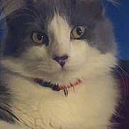 Marbs is registered to the contest to win money with this photo: cat, fluffy, yellow_eyes, white_fur, gray_fur, close_up, pet, animal, collar, indoor, portrait, face, whiskers, cute, feline, domestic_cat, ears, nose, paw, muzzle
